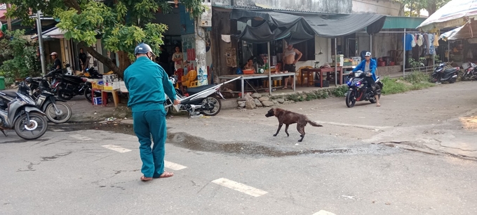 Huyện Bình Liêu thành lập các tổ cơ động, tổ chức bắt giữ chó thả rông, không đeo rọ mõm. Ảnh: Nguyễn Thành.