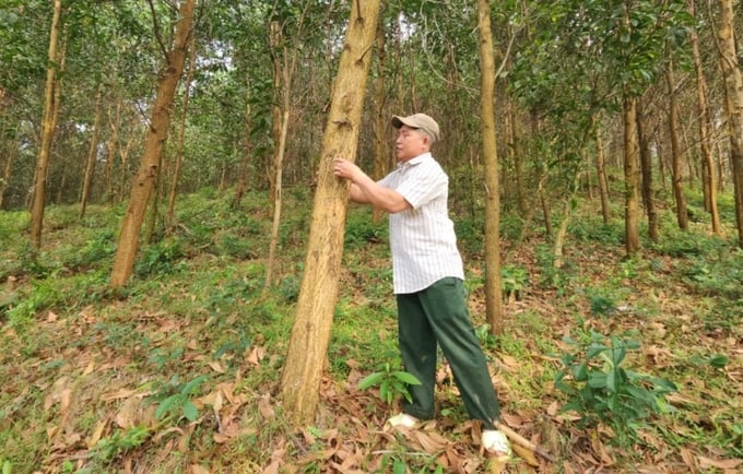Trồng rừng gỗ lớn theo hình thức liên kết sản xuất sẽ giúp hạn chế rủi ro cũng như nâng cao thu nhập cho người dân. Ảnh: L.K.