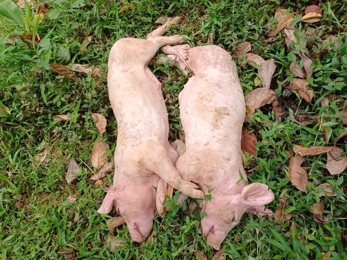 Lợn bị bệnh của gia đình ông Phạm Đức Hậu ở xã Tân Tú (huyện Bạch Thông) chuẩn bị mang đi tiêu hủy. Ảnh: NT. 