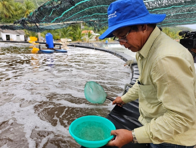 Hiện Hợp tác xã Nuôi trồng thủy sản Ninh Phú nuôi tôm thẻ chân trắng cho sản lượng hàng trăm tấn/năm. Ảnh: KS.