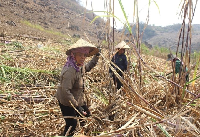 Sugarcane production linkage is helping Son La Sugar Joint Stock Company and Son La people benefit. Photo: Trung Quan.