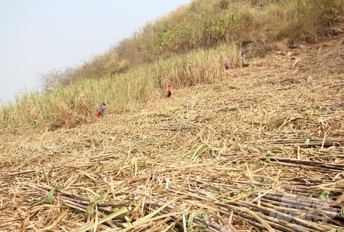 As of the 2023–2024 crop year, Son La Sugar Company has built a raw material area of over 9,000 ha. Photo: Trung Quan.
