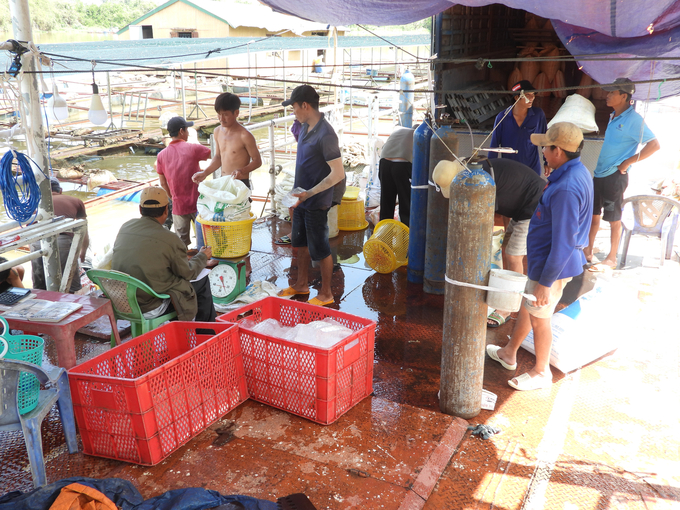 Nuôi cá lồng bè là một trong những hướng đi hiệu quả sau khi người dân nhận hỗ trợ từ Nhà nước. Ảnh: Trần Trung.