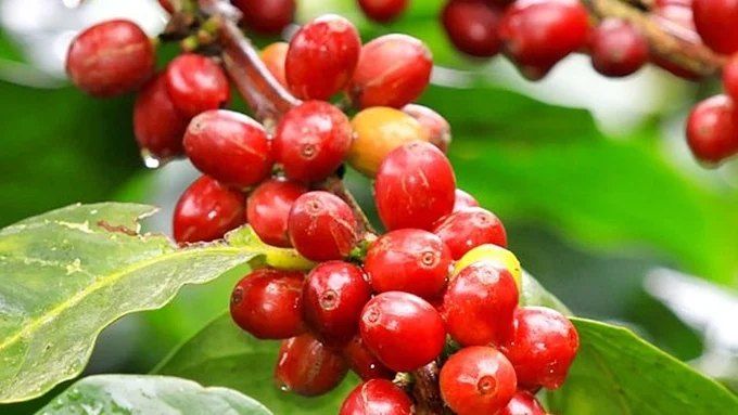 Update on the latest domestic and world coffee prices on 03/23/2024