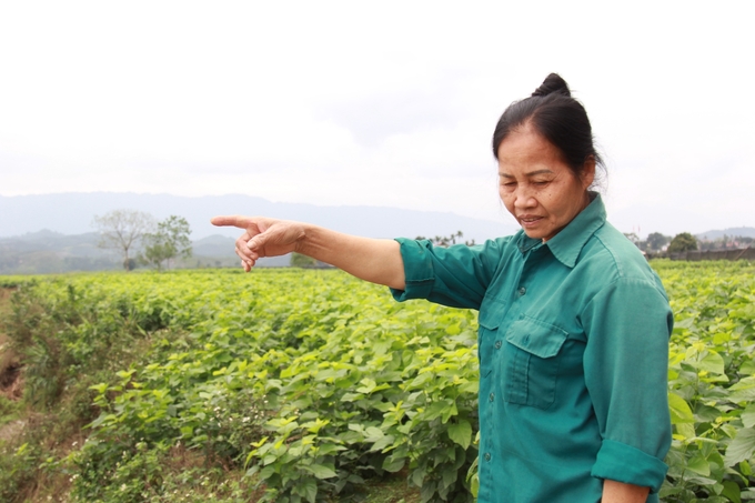 Bà Điểm cho biết, tình trạng sạt lở diện tích đất trồng dâu tằm vẫn diễn ra thường xuyên, kể cả trong mùa nước cạn. Ảnh: Thanh Tiến.