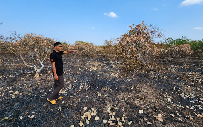 Hơn 150 cây điều của gia đình ông Phan Văn Lý bị cháy khô. Ảnh: Quang Yên.