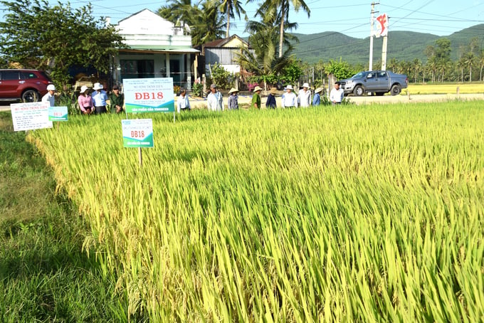 Tham quan mô hình sản xuất lúa ĐB18 tại thôn Hi Tường, xã Hoài Sơn (thị xã Hoài Nhơn, Bình Định). Ảnh: V.Đ.T.