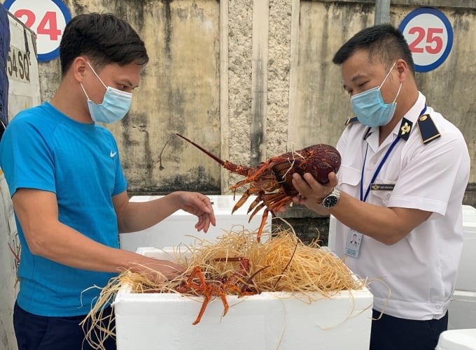 Animal quarantine officers (Department of Animal Health) inspect Australian lobsters imported at Noi Bai International Airport.