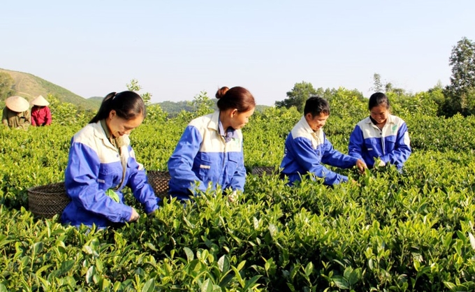 Thành viên HTX Dịch vụ nông nghiệp Phú Đạt thu hái chè sản xuất theo quy trình an toàn.