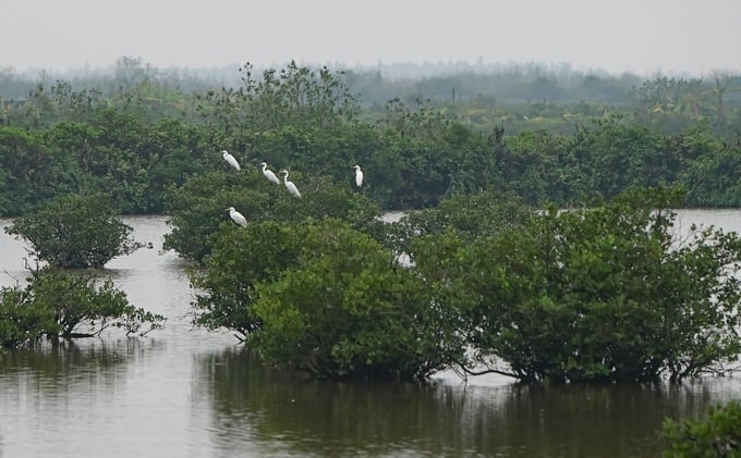 Mangrove forest in Xuan Thuy National Park, Nam Dinh province. This type of forest accounts for about 3% of our country's total forest area but can absorb four times more carbon than terrestrial forests. Photo: Tung Dinh.