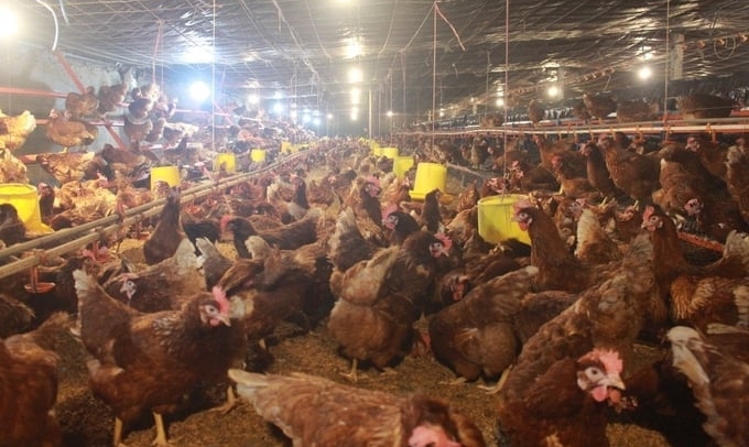 More than 6,600 poultry will be forced to be destroyed in the first two months of 2024. Photo: Hong Tham.