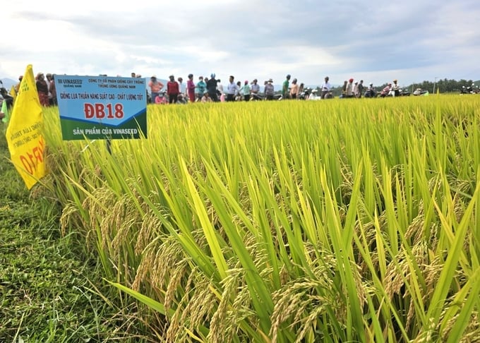 Mô hình sản xuất lúa ĐB18 tại phường Hoài Xuân (thị xã Hoài Nhơn, Bình Định). Ảnh: V.Đ.T.