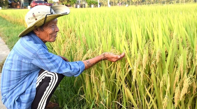 Lão nông Lê Đình Nhẫn mê mẩn với những gié lúa ĐB18 đóng dày thóc trên ruộng của mình. Ảnh: V.Đ.T.