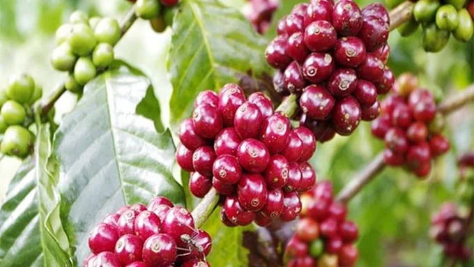 Update on the latest domestic and world coffee prices on 03/24/2024