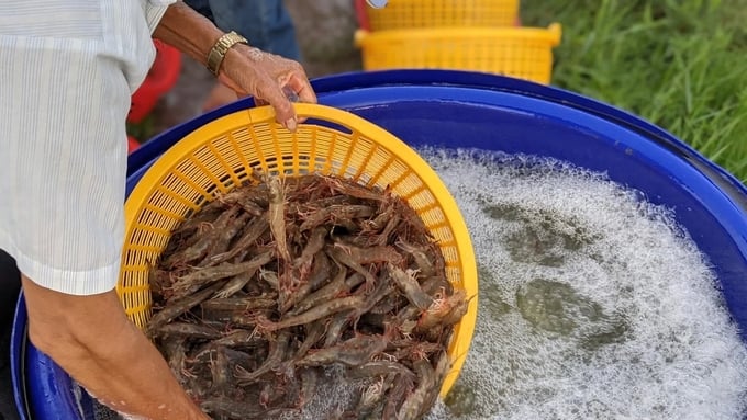 Một trong những sáng kiến thành công nhất của Skretting cho đến nay là Chương trình nuôi tôm bền vững SUCCESS.