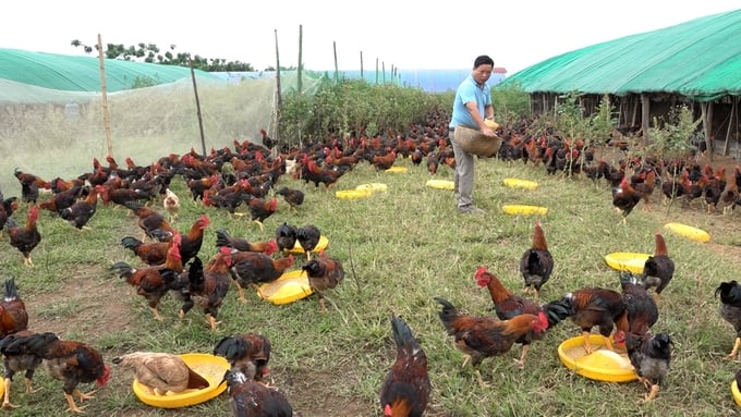 Poultry farming households must proactively prevent epidemics, vaccinate against avian influenza, and practice biosafety farming. Photo: Hong Tham.