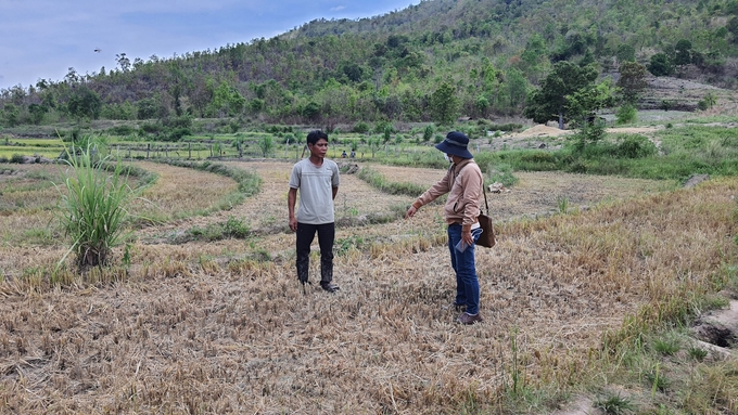 Nhiều diện tích cây trồng của người dân đang rất cần nguồn nước tưới từ thủy lợi Ia Rtô. Ảnh: Tuấn Anh.