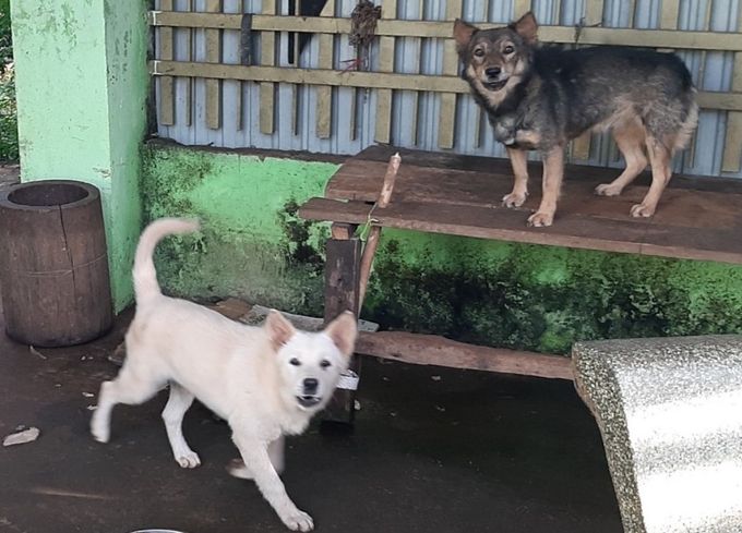 Deaths from rabies due to bites are currently at an alarming level. Photo: Tuan Anh.