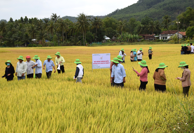 Nông dân thăm mô hình trình diễn giống lúa mới TBR97 tại cánh đồng thôn Vạn Thiện, xã Mỹ Hiệp (huyện Phù Mỹ, Bình Định). Ảnh: V.Đ.T.
