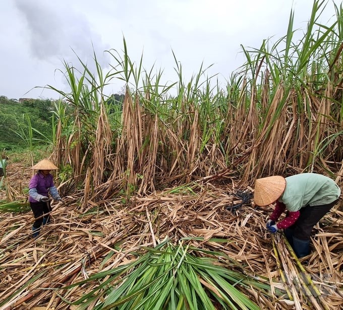The area of raw sugarcane in Tuyen Quang province has decreased by 3/4 compared to the golden age. Photo: Dao Thanh.