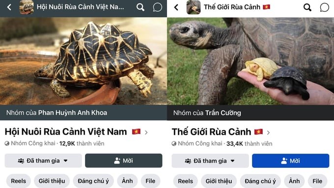 Closed groups buy and sell turtles in the internet space. Photo: Hung Khang.