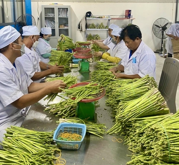 Măng tây của HTX Châu Rế được doanh nghiệp thu mua để xuất khẩu. Ảnh: Nguyễn Cơ.