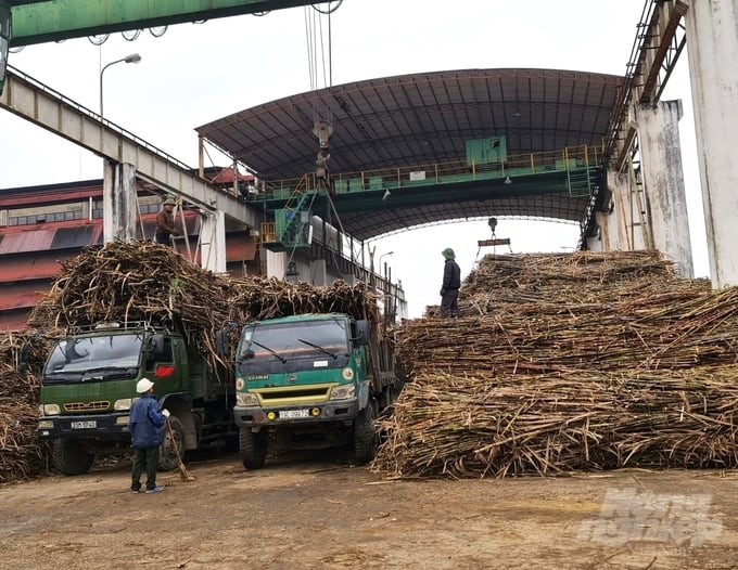 The goal is that by 2025, the raw sugarcane area of Son Duong Sugar Joint Stock Company will reach more than 3,000 ha. Photo: Dao Thanh.