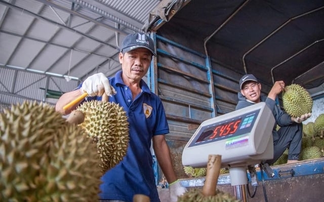 Farmers, businesses and Vietnamese authorities need to join hands to improve durian quality to avoid losing market share. Photo: Hoang Nguyen.
