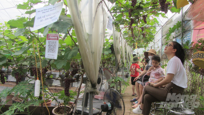 Mô hình sản xuất nho hữu cơ gắn với du lịch nông nghiệp, trải nghiệm nghề làm vườn ở Hưng Yên. Ảnh: Hải Tiến.