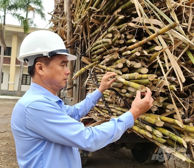 Son Duong Sugar Joint Stock Company has adjusted a series of beneficial policies to regain the trust of sugarcane growers. Photo: Dao Thanh.