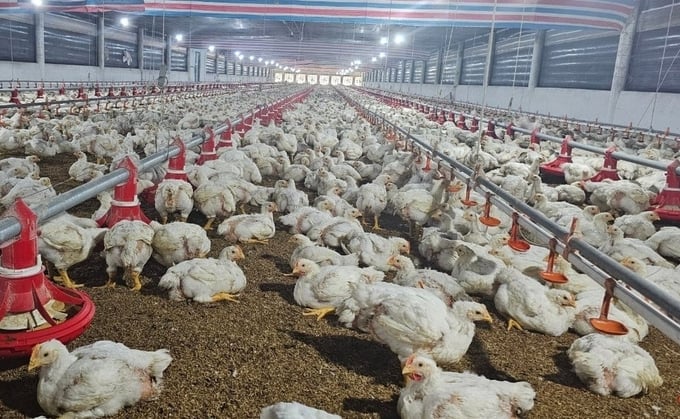 The Regional Animal Health Office No. 4 requested Khanh Hoa province to enhance its effort in preventing and controlling local avian influenza outbreaks. Photo: KS.