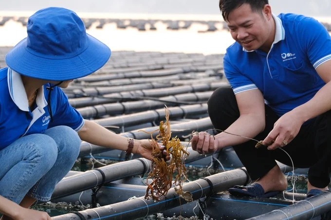 Intercropping seaweed and Pacific oysters generates high economic value. Photo: Kien Trung.