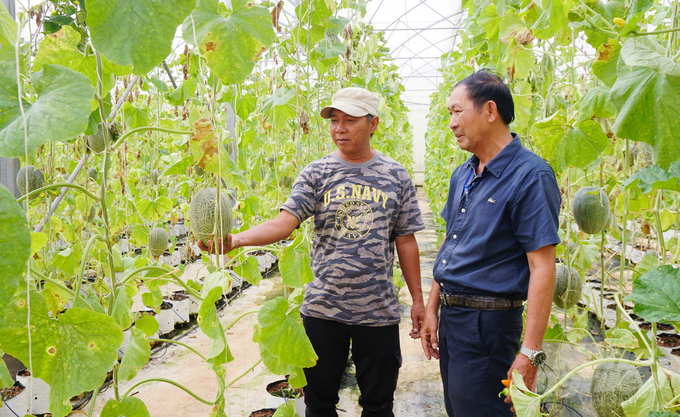 Trang trại rau Nhật Tâm tiên phong trồng dưa lưới, rau sạch trong nhà màng tại Xuân Lộc. Ảnh: Lê Bình.
