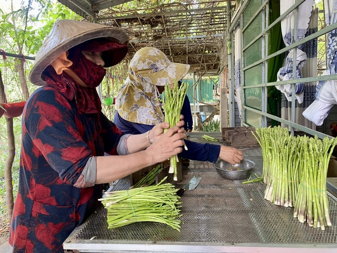 Nhờ cây măng tây xanh, bà con người Chăm ở xã Phước Hải (huyện Ninh Phước, tỉnh Ninh Thuận) ngày càng ấm no. Ảnh: Nguyễn Cơ.