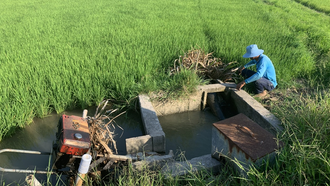 Một nông dân tại Trà Vinh đang bơm nước vào ruộng lúa, nguồn nước từ kênh nội đồng vẫn đảm bảo. Ảnh: Hồ Thảo.