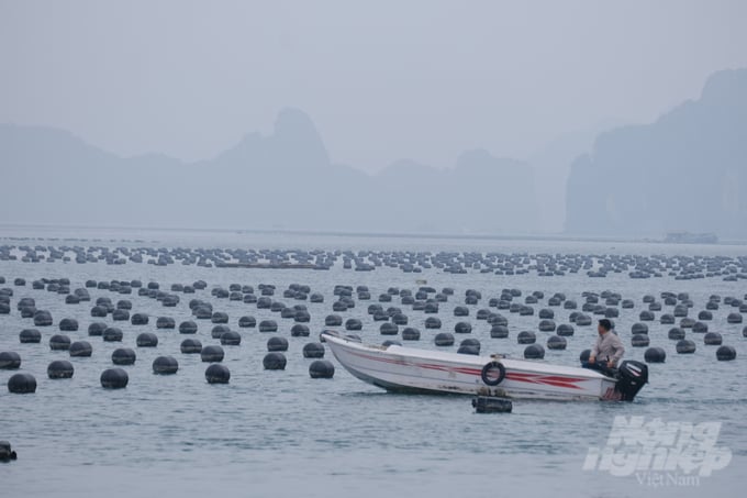 Điểm nuôi thả hàu trên biển tại xã đảo Bản Sen (huyện Vân Đồn) của HTX Trung Nam. Ảnh: Kiên Trung.