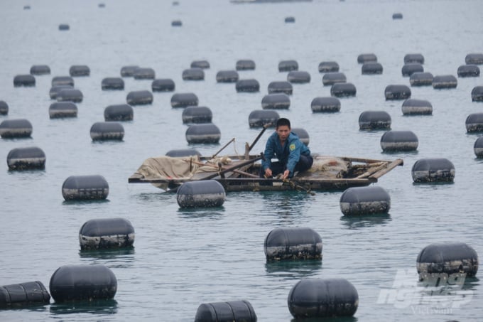 Toàn huyện Vân Đồn có 65 HTX với 840 thành viên; 2 doanh nghiệp tham gia nuôi biển. Ảnh: HA.