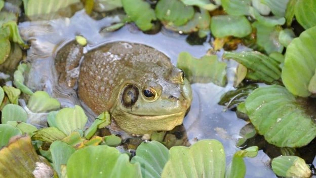 Bullfrogs in the United States are more or less immune to Chytrid fungus but transmit the disease to other susceptible amphibians.