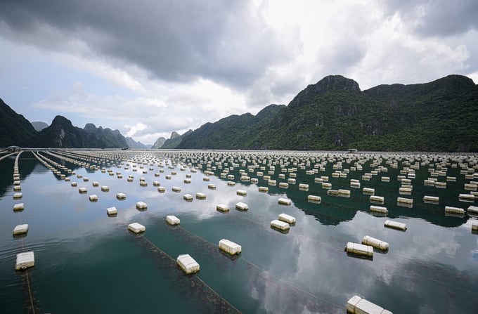 Quang Ninh province possesses abundant potential and space for the development of mariculture. Photo: Tung Dinh.