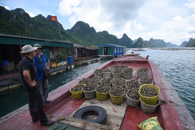 Large-scale oyster farming vessels in Bai Tu Long Bay. Photo: Tung Dinh.