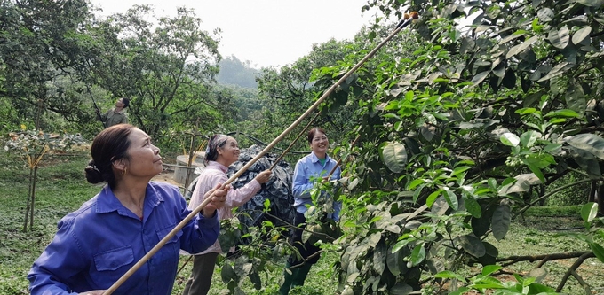 Các hộ dân ở huyện Yên Bình đang tất bật thụ phấn cho vườn bưởi đặc sản. Ảnh: Thanh Tiến.
