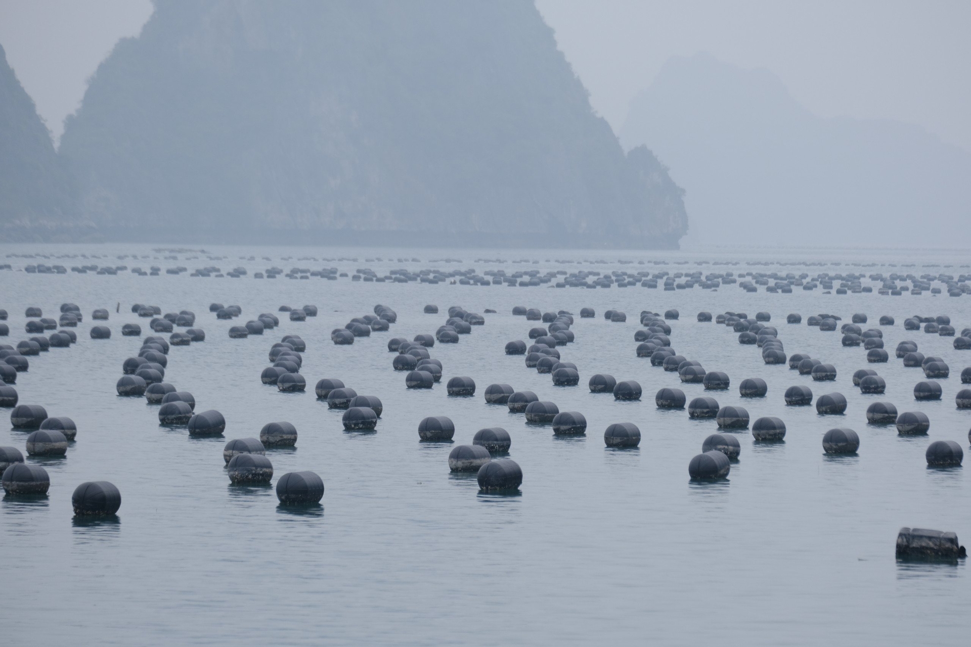 Quảng Ninh là địa phương có nhiều tiềm năng, dư địa cho phát triển nuôi biển. Ảnh: Kiên Trung.