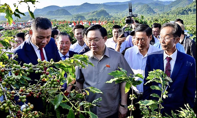 Chủ tịch Quốc hội Vương Đình Huệ thăm vườn cà phê của HTX Bích Thao.
