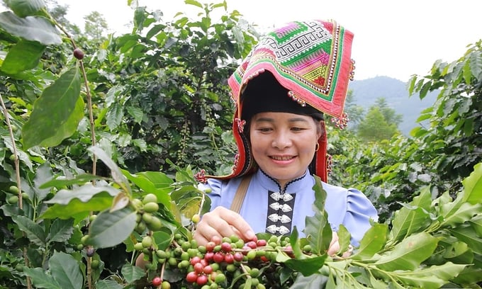 Chị Cầm Thị Mòn ở xã Chiềng Chung, huyện Mai Sơn bên vườn cà phê.