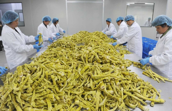 Công nhân tại một nhà máy ở Hàng Châu phân loại măng tre Trung Quốc để xuất khẩu. Ảnh: AFP.