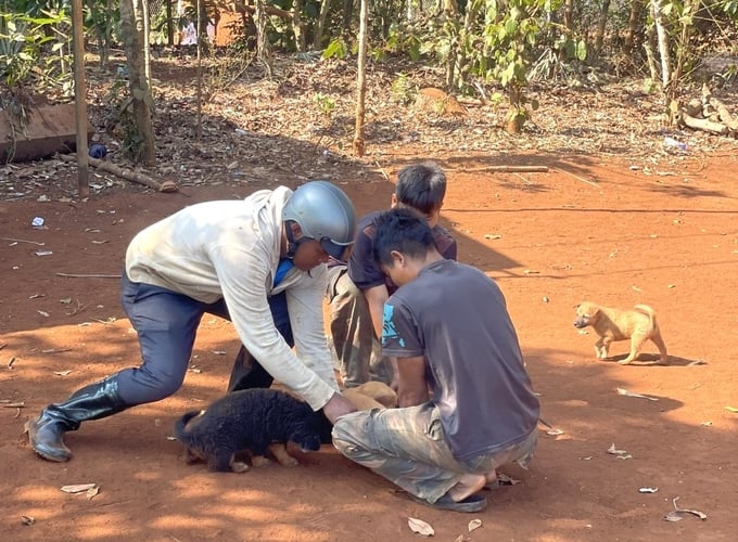 The number of rabies cases has recently exhibited an upward trend in Vietnam. Photo: Tuan Anh.
