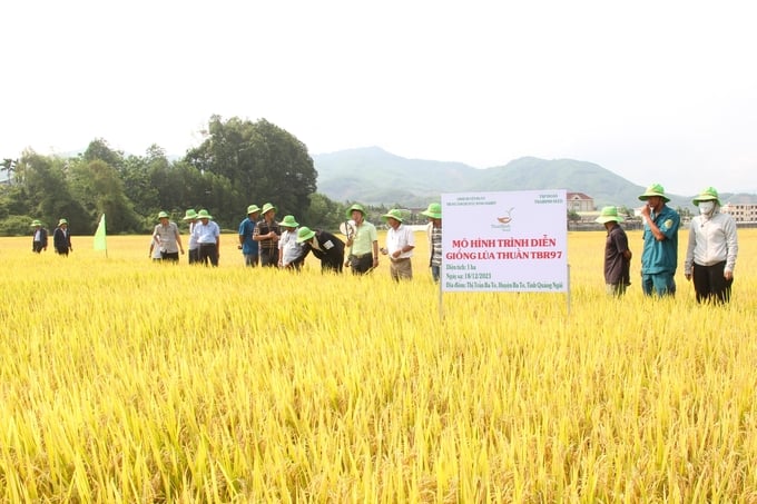 Giống lúa TBR97 cho thấy khả năng thích ứng tốt với điều kiện khí hậu, thổ nhưỡng ở huyện Ba Tơ (Quảng Ngãi). Ảnh: L.K.