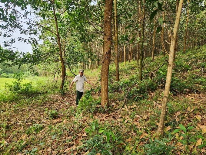 In recent years, Hiep Duc district (Quang Nam) has promoted the development of large timber forest plantation. Photo: L.K.
