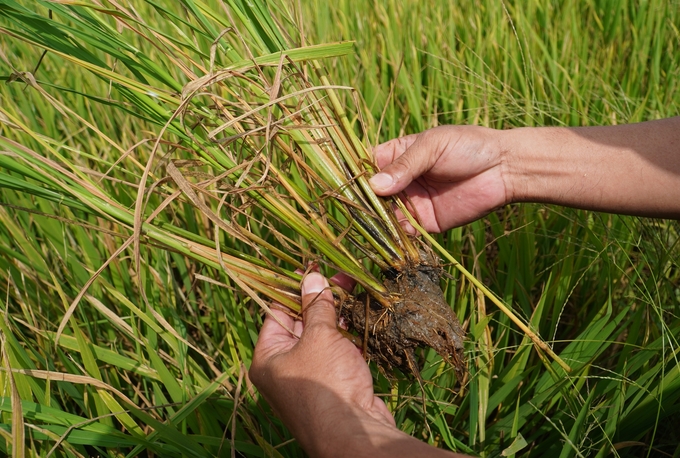 Khoảng 1.400ha lúa đông xuân muộn nằm ngoài kế hoạch trên địa bàn tỉnh đang có nguy cơ bị ảnh hưởng nếu tiếp tục thiếu nước ngọt trong thời gian tới. Ảnh: Kim Anh.