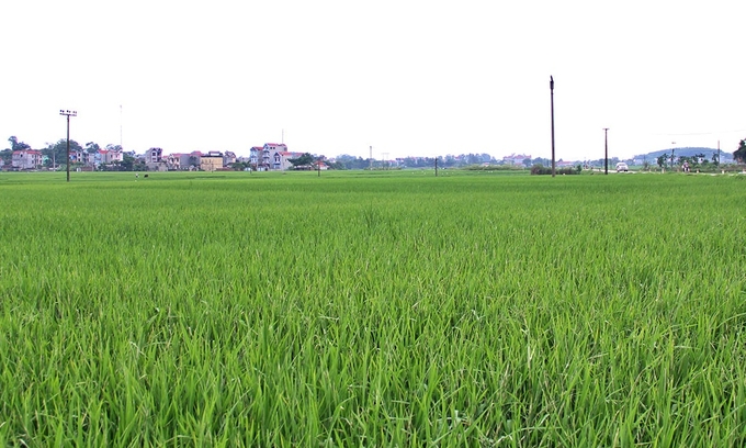 Huyện Lục Ngạn là địa phương chuyển đổi nhiều diện tích trồng lúa nhất tại Bắc Giang trong năm 2024 với gần 180ha.